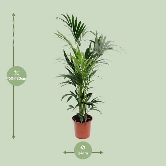 Howea Kentia-Palme Ø24cm – Elegante XXL Zimmerpflanze