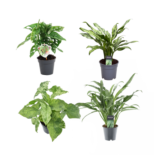 Grüner Mix 4 Pflanzen – Monstera, Aglaonema & Syngonium