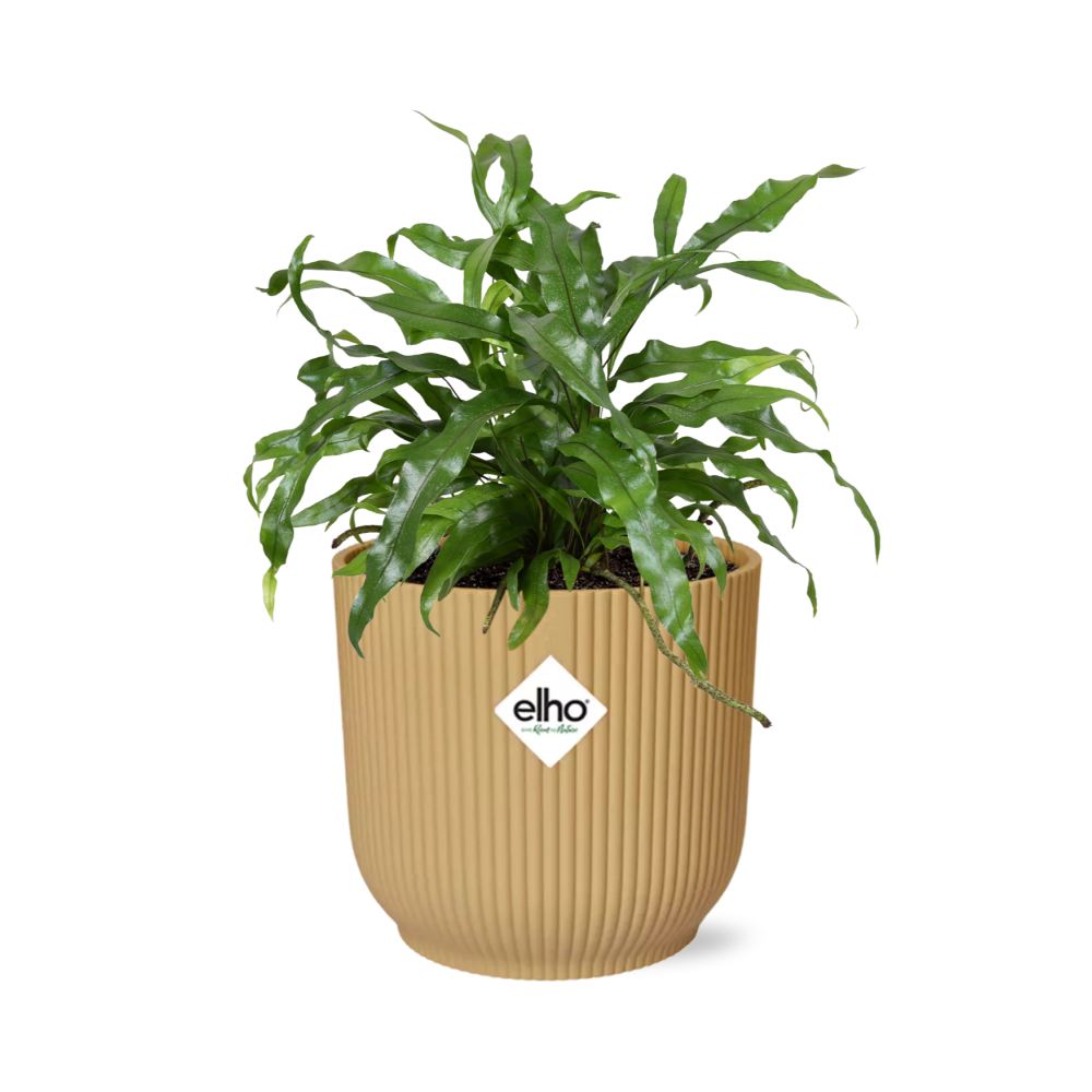 Känguru-Farn (Microsorum Diversifolium) in ELHO Vibes Fold 14cm gelb