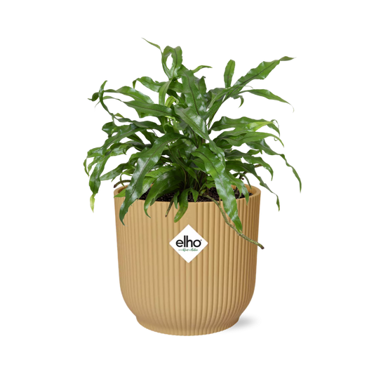 Känguru-Farn (Microsorum Diversifolium) in ELHO Vibes Fold 14cm gelb