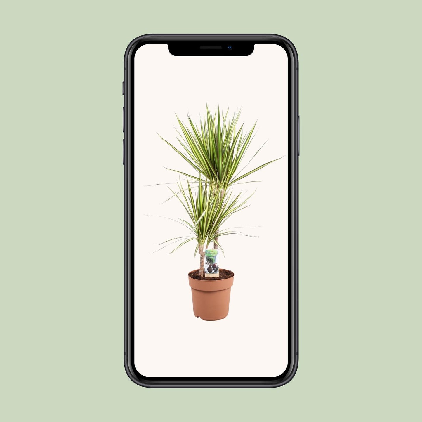 Dracaena Marginata Sunray – Pflegeleichter Drachenbaum Ø21cm, 80cm hoch