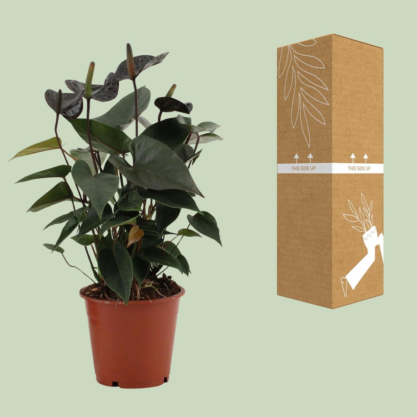 Anthurium Black Love – Pflegeleichte Zimmerpflanze Ø12cm