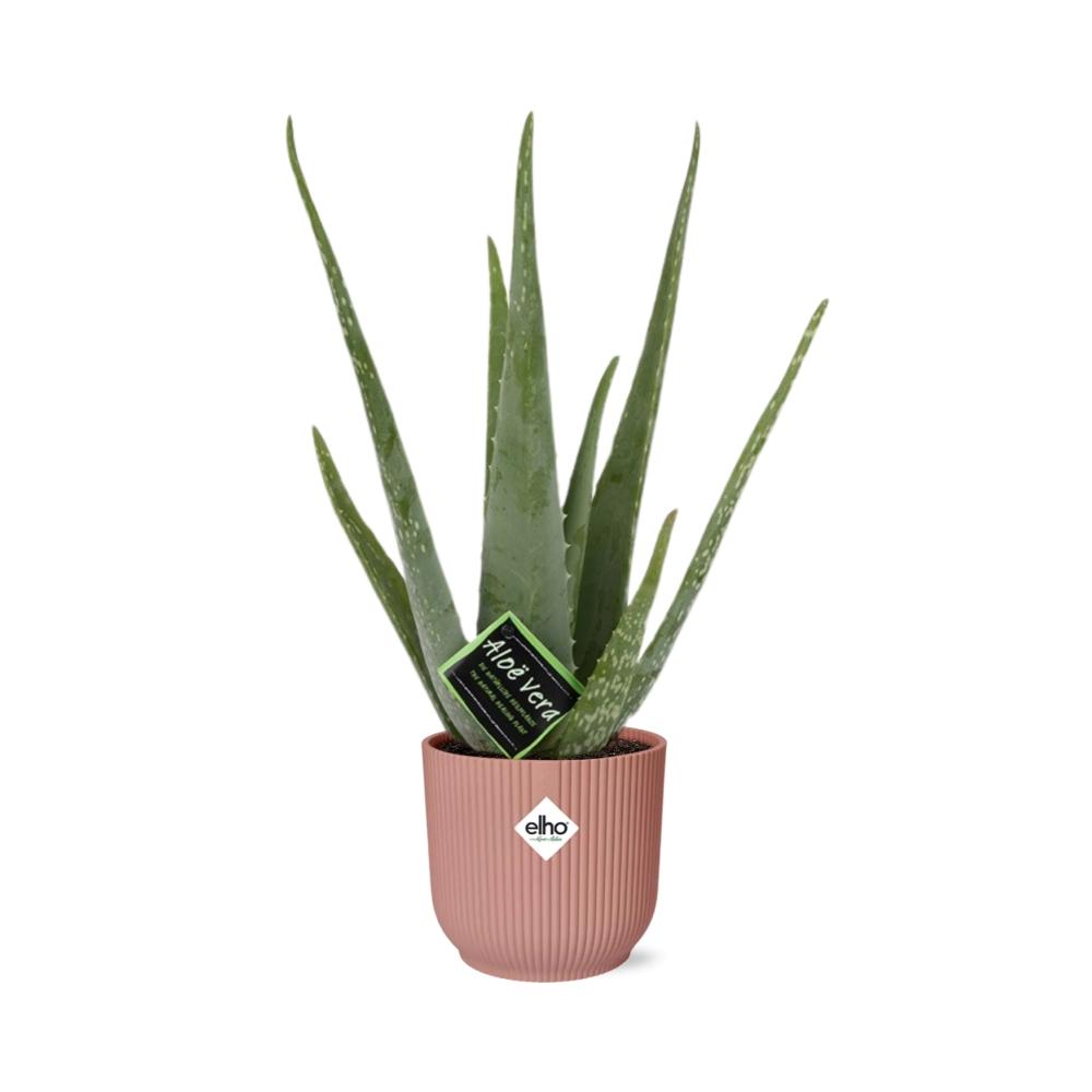 Aloe Vera 12cm im stylischen ELHO Vibes Fold Topf rosa