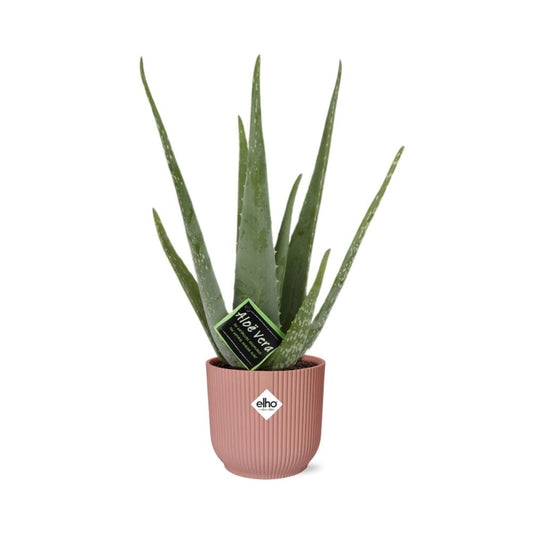 Aloe Vera 12cm im stylischen ELHO Vibes Fold Topf rosa