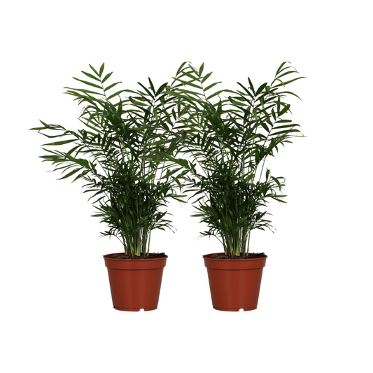 Chamaedorea Elegans Zimmerpalme – 2er Set Ø17cm, ca. 55cm hoch