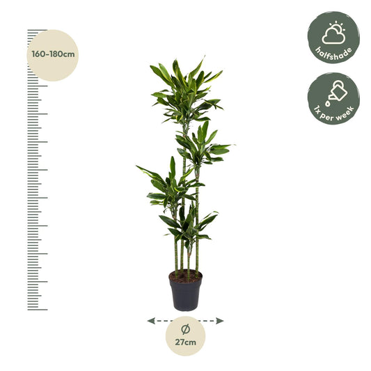 Dracaena Golden Coast – Stilvolle XXL Zimmerpflanze 170 cm