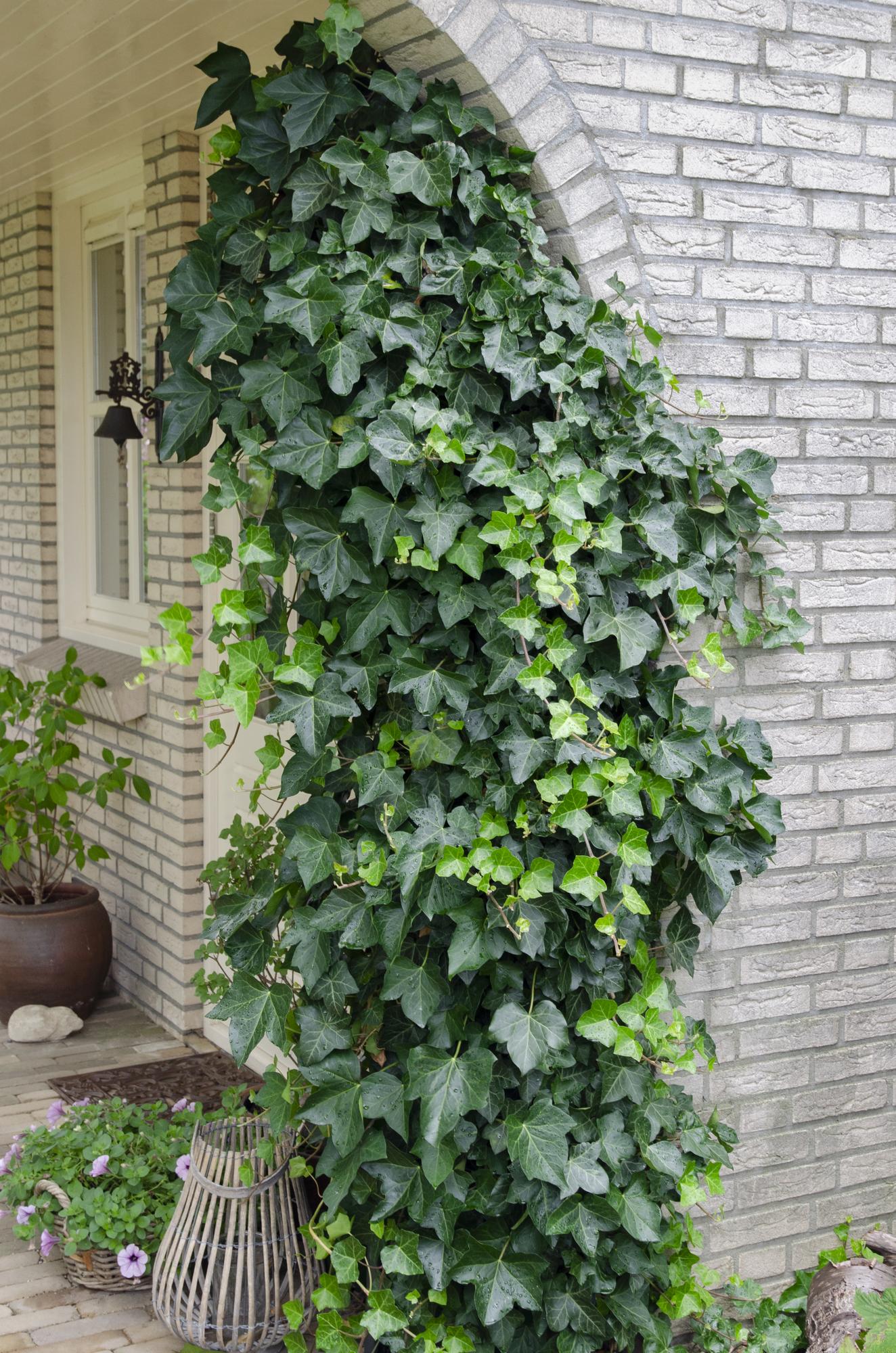 Hedera helix – Pflegeleichte Efeutute Ø15cm, 65cm hoch