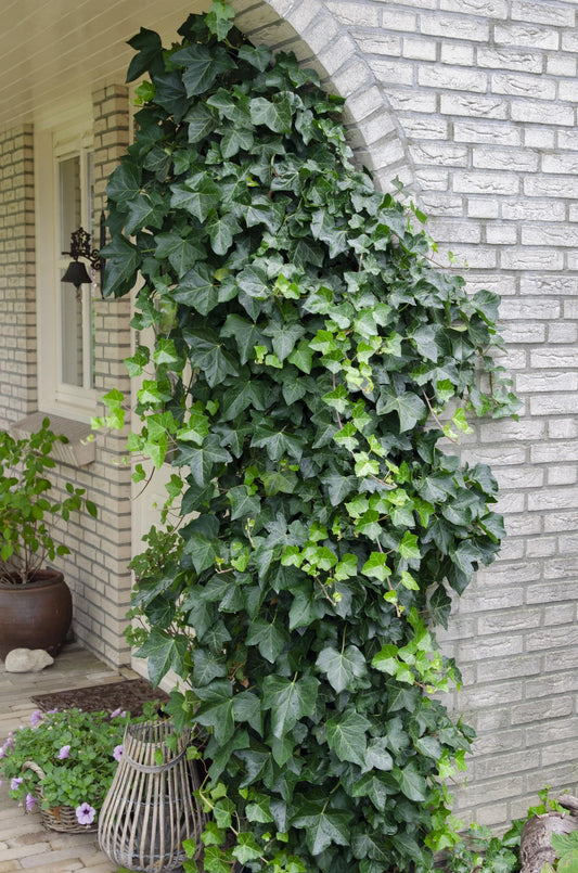 Hedera helix – Pflegeleichte Efeutute Ø15cm, 65cm hoch