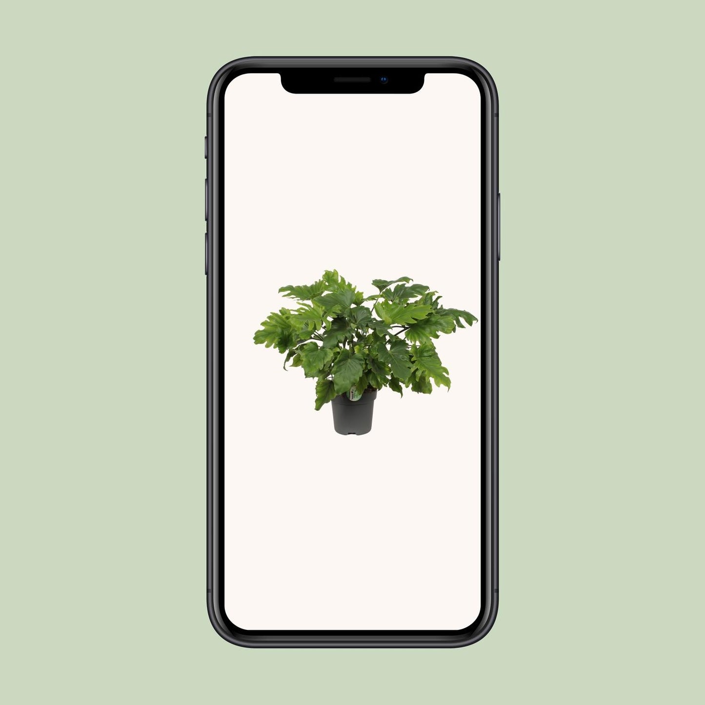 Philodendron Xanadu – Pflegeleichte Zimmerpflanze Ø21cm