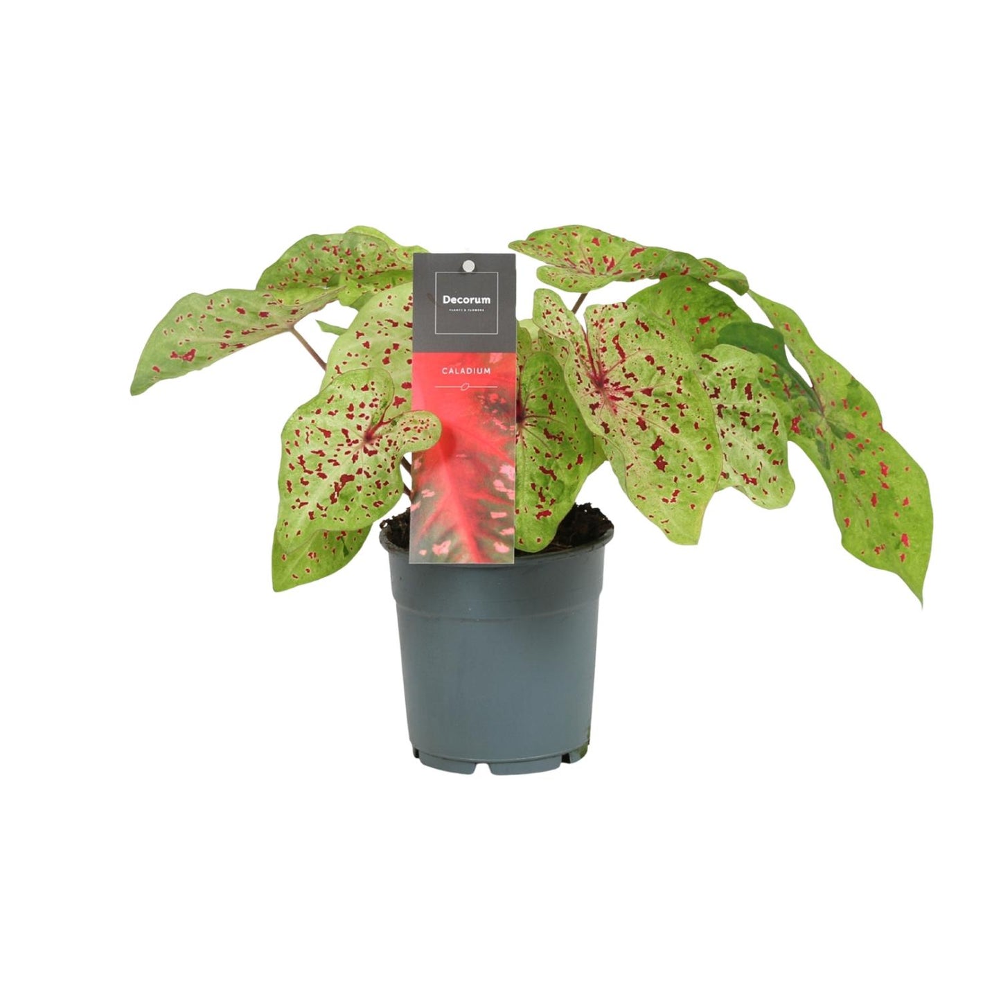 Caladium Miss Muffet – Pflegeleichte Engelsspitzen Ø12cm