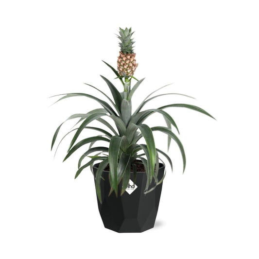 Ananas Mi Amigo – Zier-Ananas in 14 cm Topf schwarz
