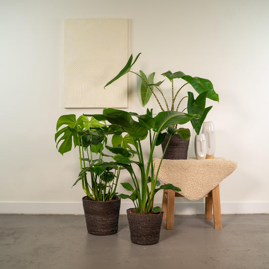 Exklusives Zimmerpflanzen-Set: Monstera, Alocasia & Strelitzia