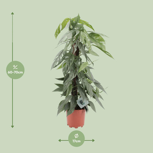 Epipremnum Pinnatum Cebu Blue – pflegeleichte Hängepflanze Ø17cm