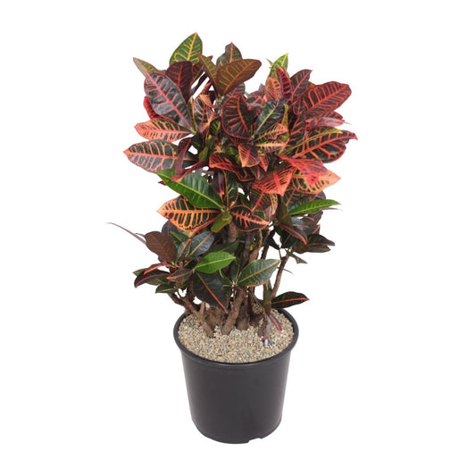 Codiaeum Petra (Croton Petra) – Ø32 cm, ca. 100 cm hoch