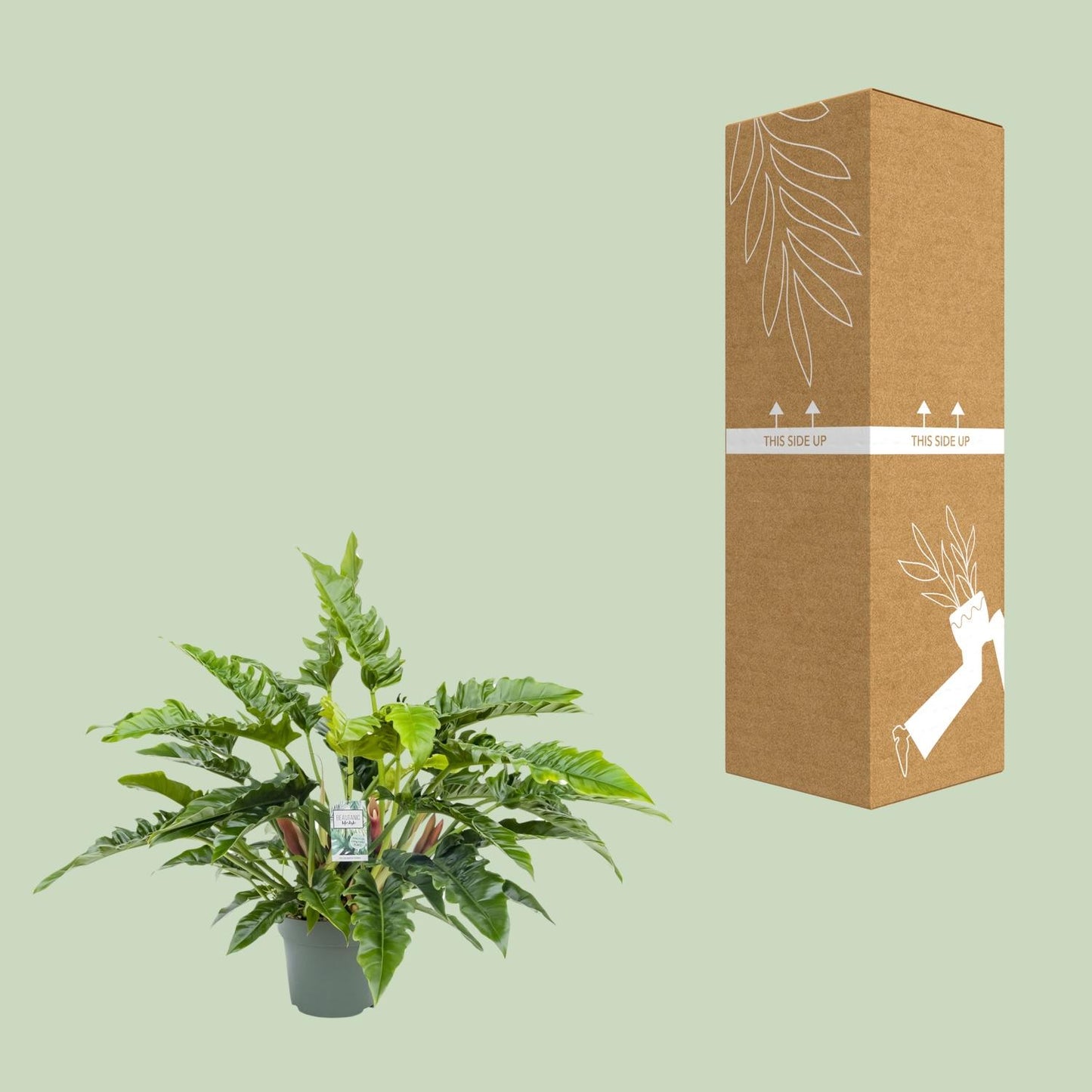 Philodendron Rambo – Ø27cm Topf, 65cm Höhe, pflegeleicht