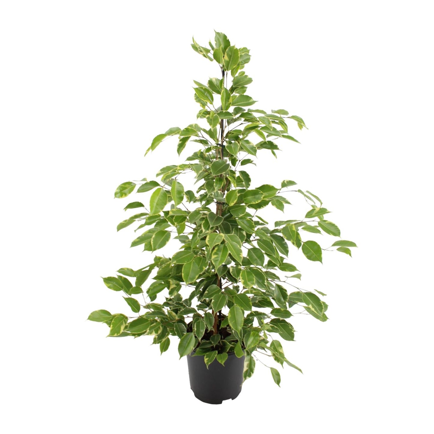 Ficus benjamina Goldenking – pflegeleichter Zimmerbaum Ø21cm