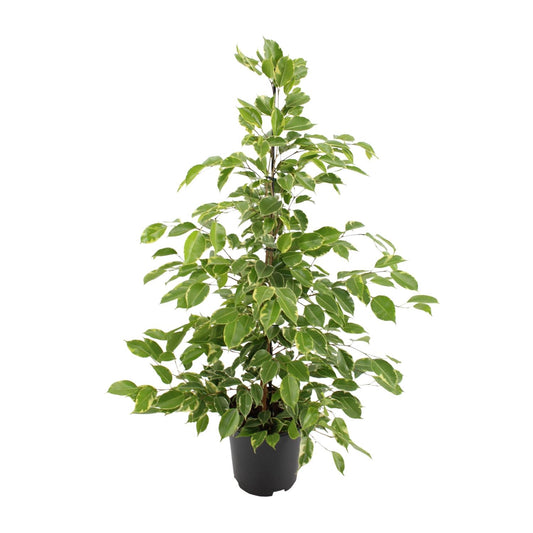 Ficus benjamina Goldenking – pflegeleichter Zimmerbaum Ø21cm