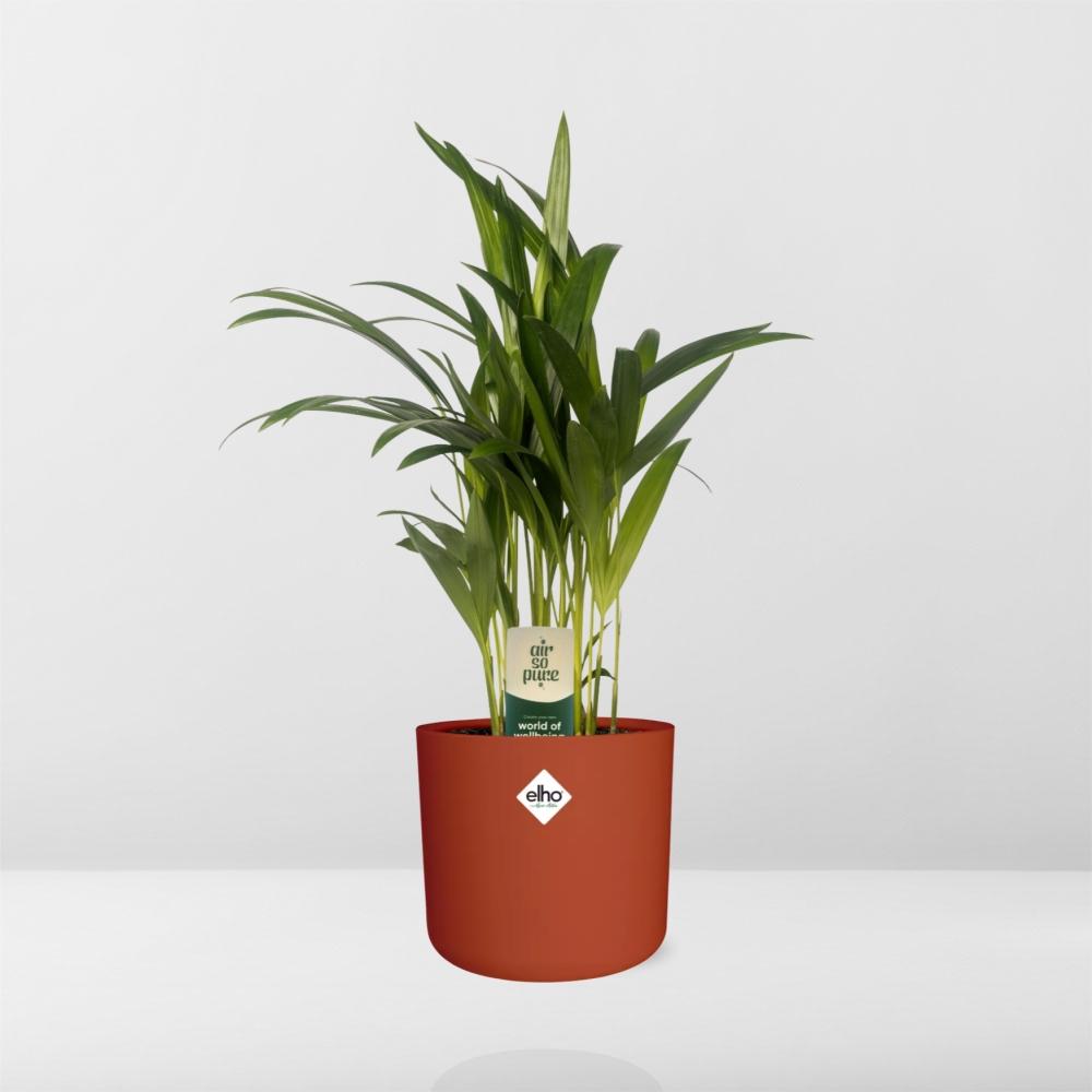 Dypsis Lutescens (Bambuspalme) in ELHO b.for soft 14cm brique