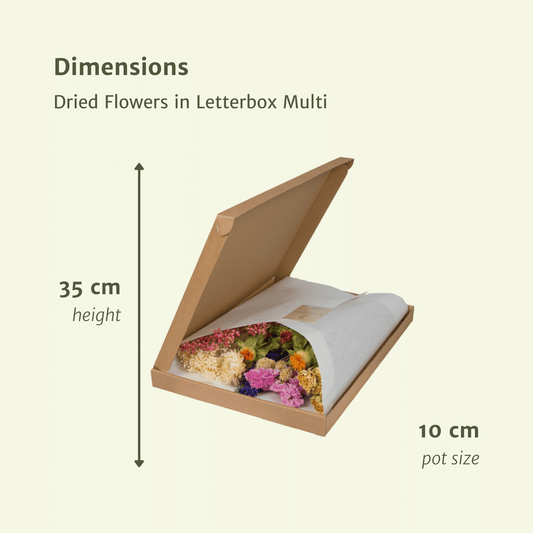 Trockenblumen im Briefkasten – Multi Mix