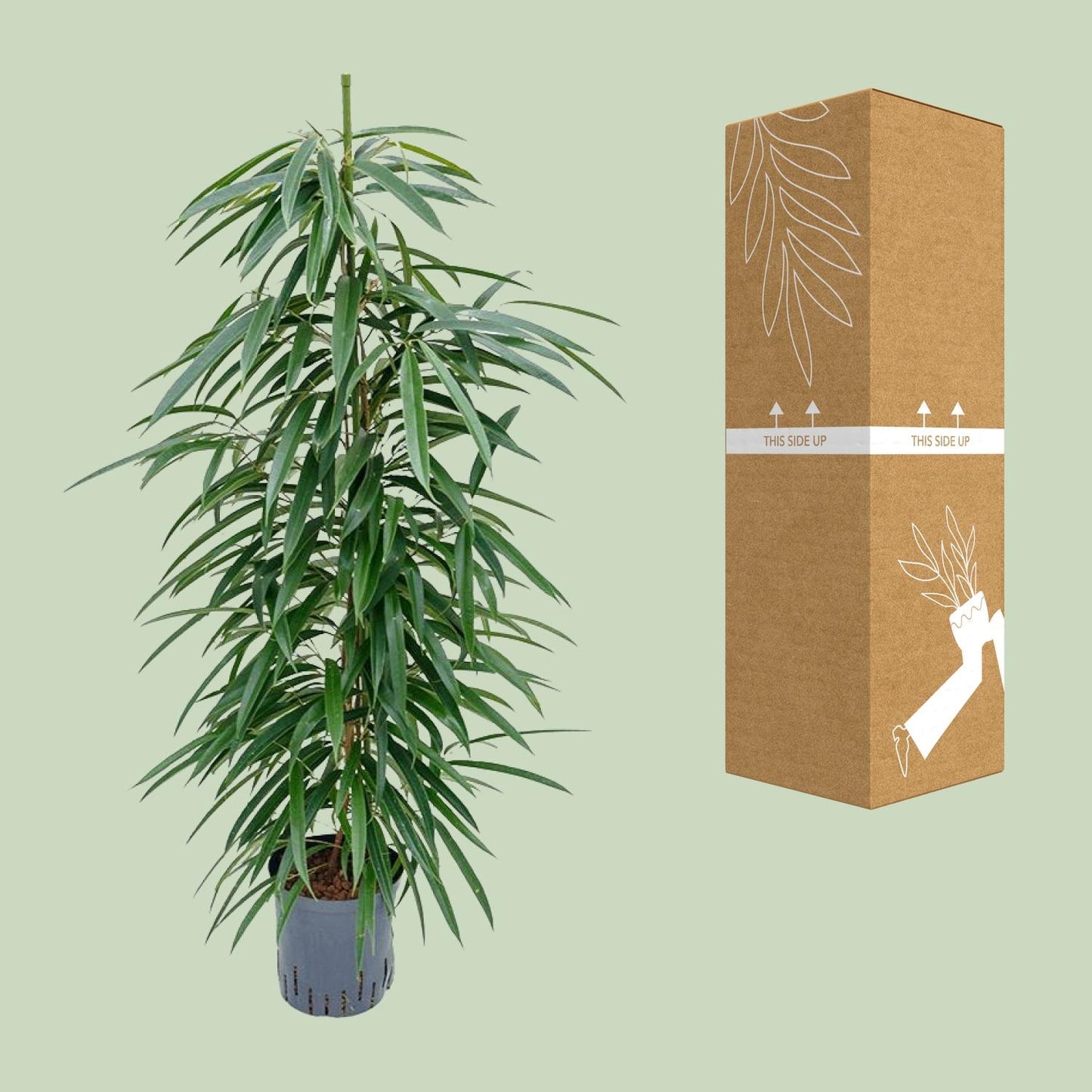 Ficus Binnendijkii 'Alii' (HYDRO) – pflegeleichter Zimmerbaum Ø18cm