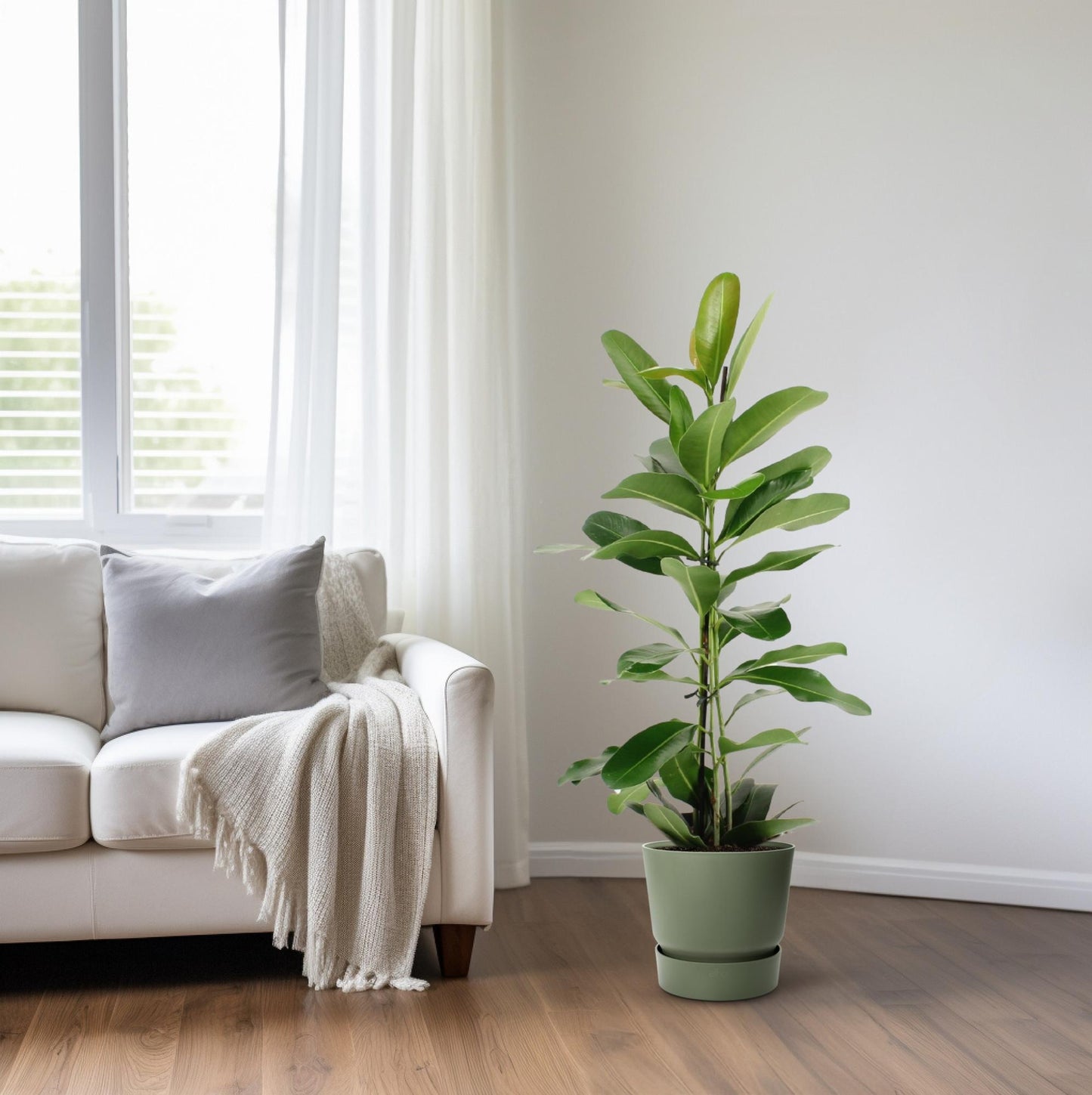 Ficus Microcarpa Smile® – Pflegeleichter Zimmerbaum Ø17cm