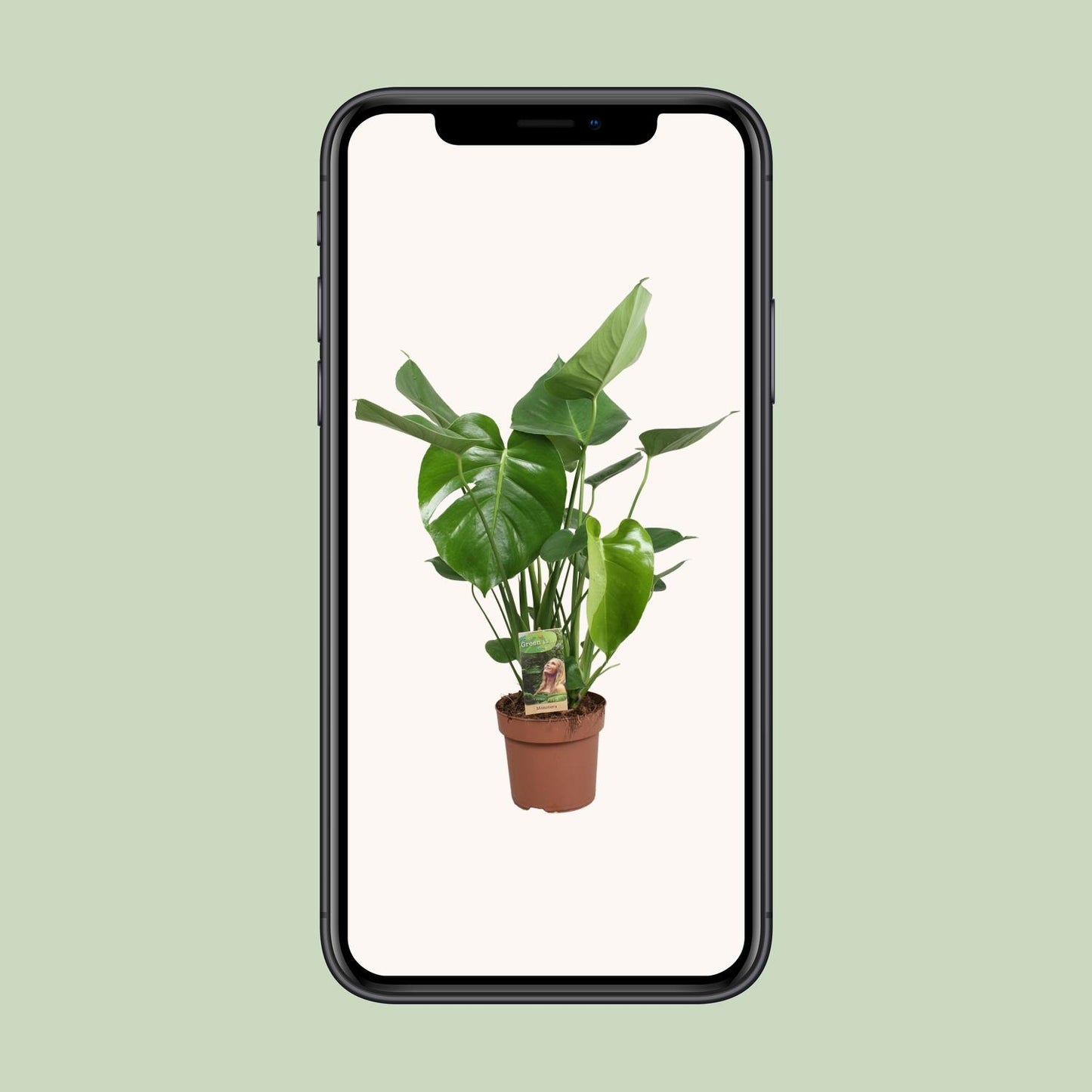 Monstera Deliciosa – Pflegeleichte Fensterblatt-Pflanze Ø17cm
