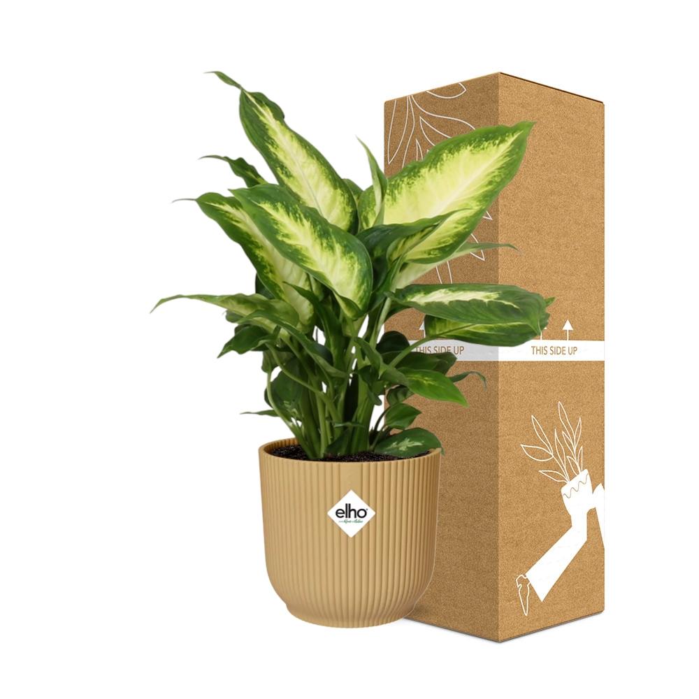 Dieffenbachia ‘Camilla’ im ELHO Vibes Fold 14cm Topf gelb