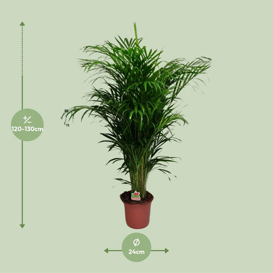 Dypsis Lutescens – Elegante Bergpalme Ø24cm, 125cm hoch