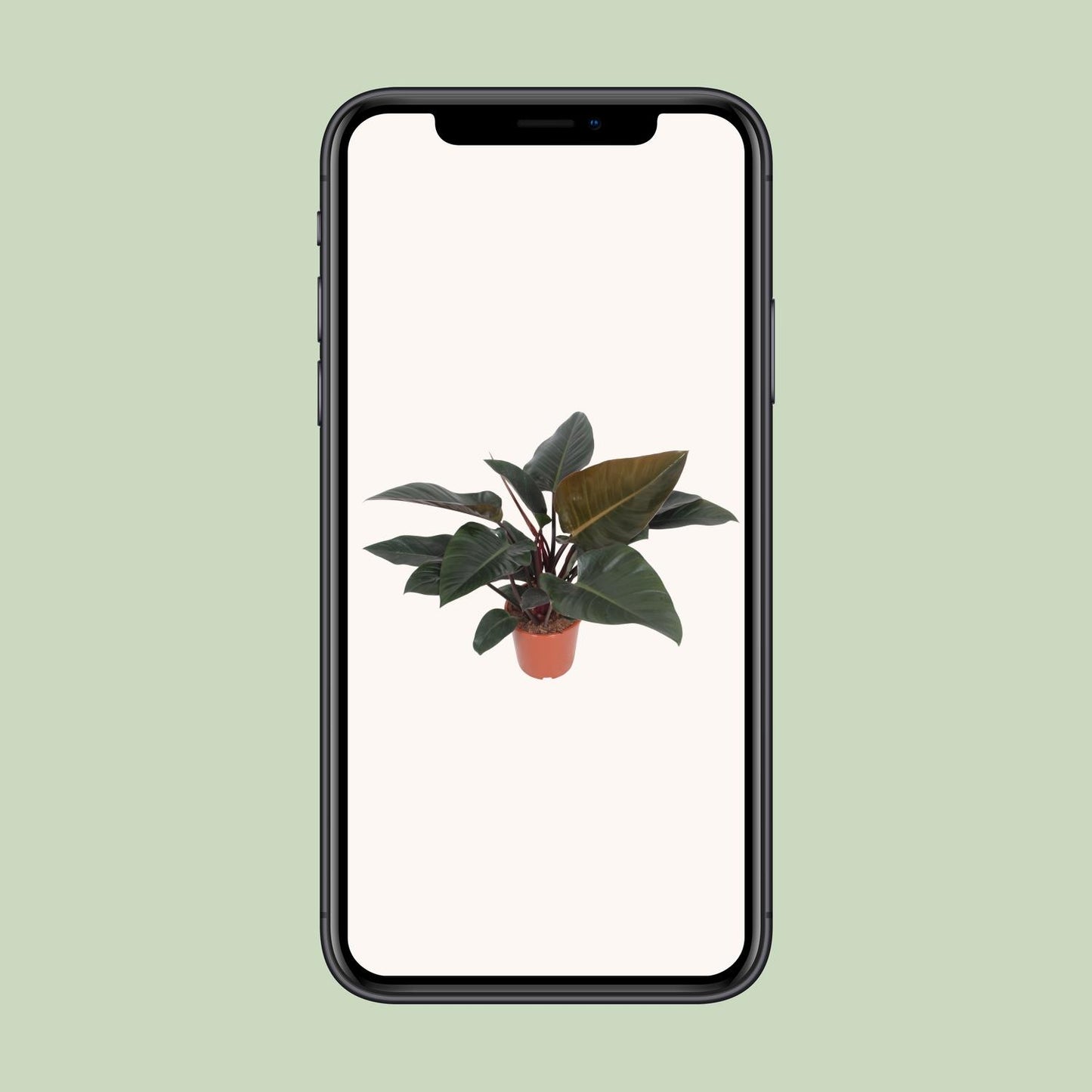 Philodendron Congo Red – Pflegeleichte XXL-Zimmerpflanze Ø27cm