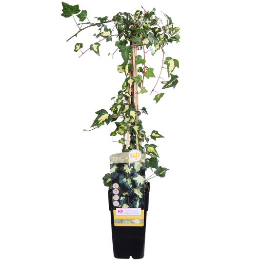 Hedera helix 'Goldheart' – Pflegeleichte Efeutute Ø15cm