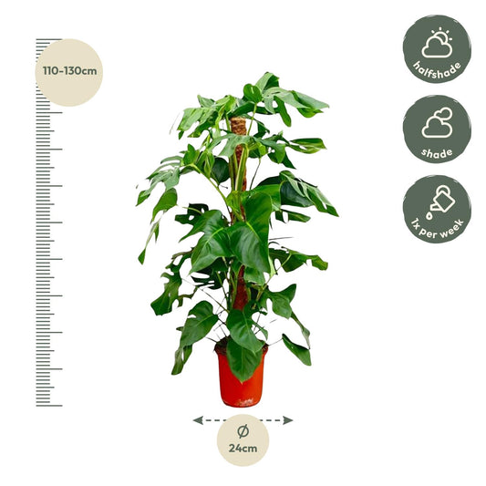 Monstera Pertusum – Große, pflegeleichte Zimmerpflanze 130 cm