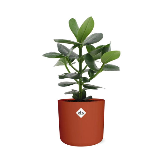 Clusia Princess im ELHO b.for soft rond 14cm brique
