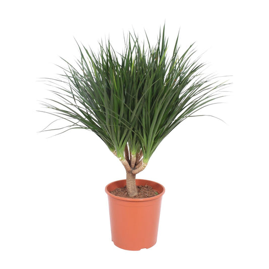 Dracaena Draco – Drachenbaum Ø30cm, Höhe 110cm