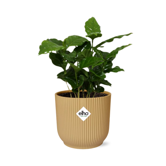 Coffea Arabica – Stilvolle Kaffeepflanze im ELHO Vibes Fold 14cm Gelb