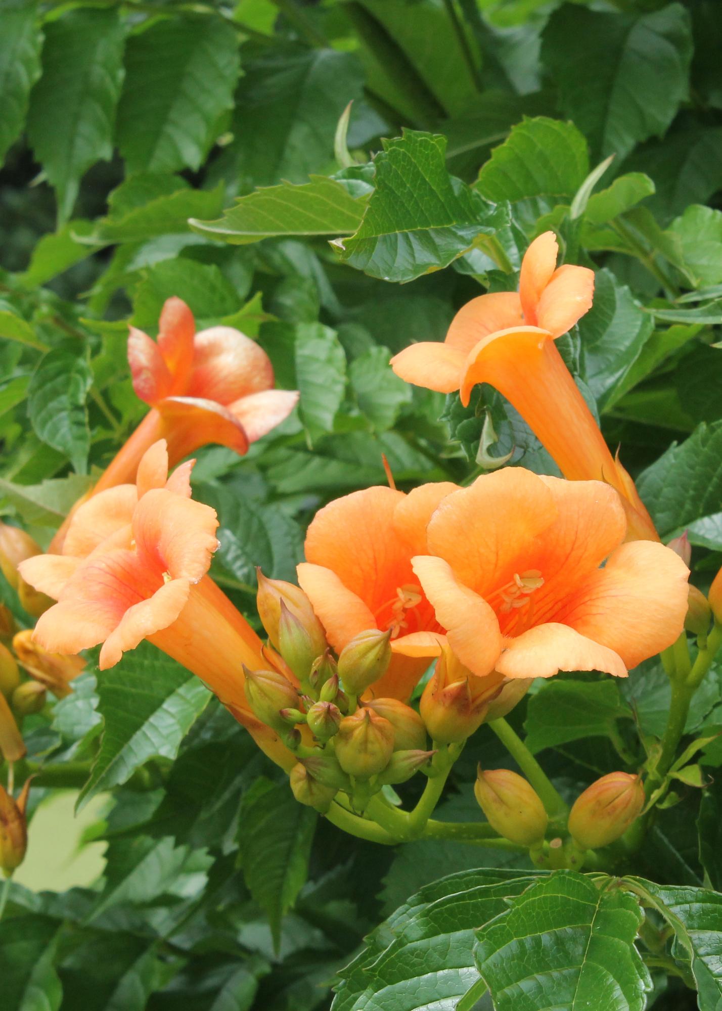 2x Campsis 'Indian Summer' – Pflegeleichte Kletterpflanze Ø15cm