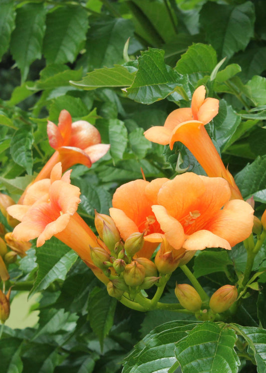 2x Campsis 'Indian Summer' – Pflegeleichte Kletterpflanze Ø15cm