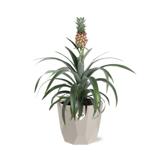 Ananas-Pflanze in ELHO b.for rock 14 cm warm grey