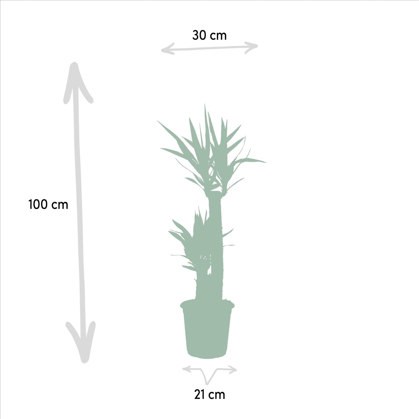 Yucca - Ø21cm Topf - ca. 100cm Höhe