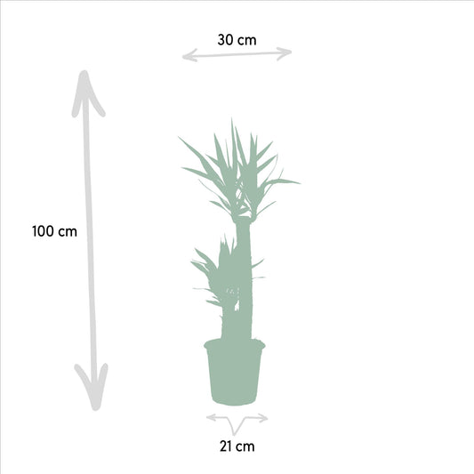 Yucca - Ø21cm Topf - ca. 100cm Höhe