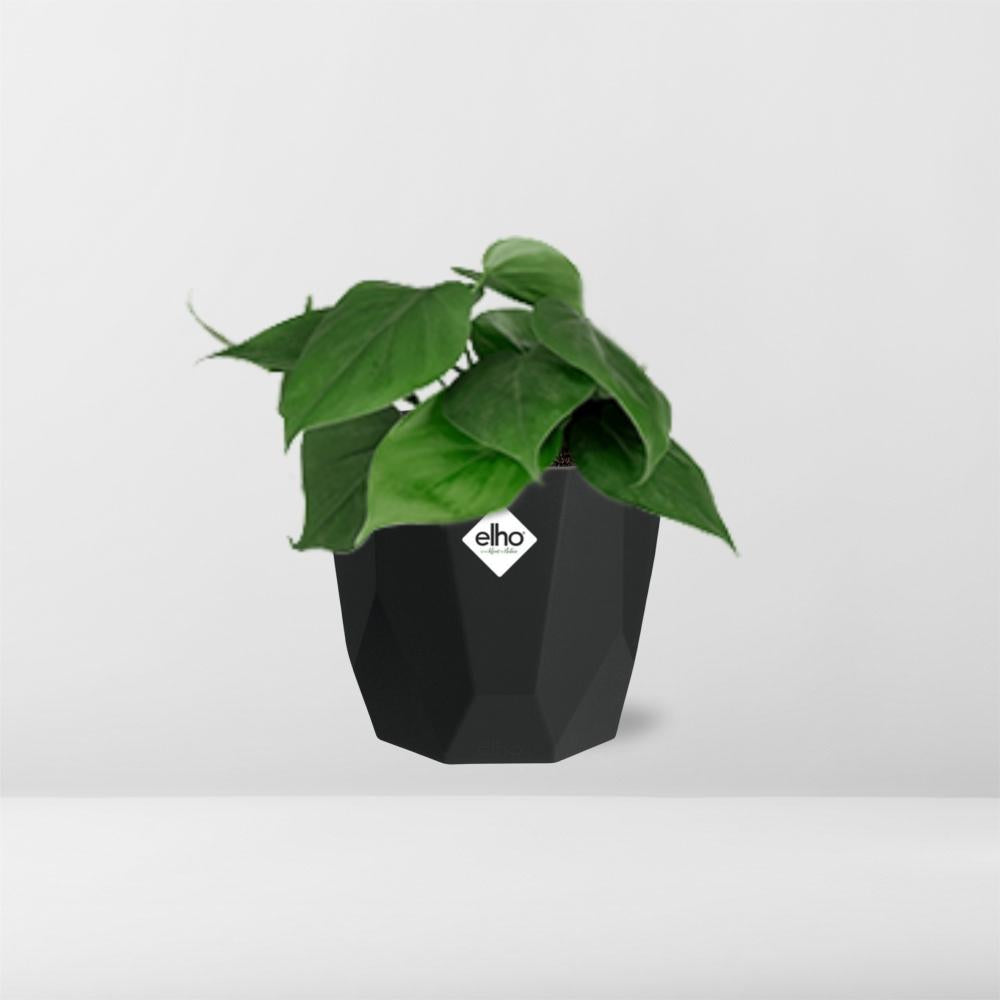 Philodendron Scandens – Pflegeleichte, grüne Zimmerpflanze 14cm Topf