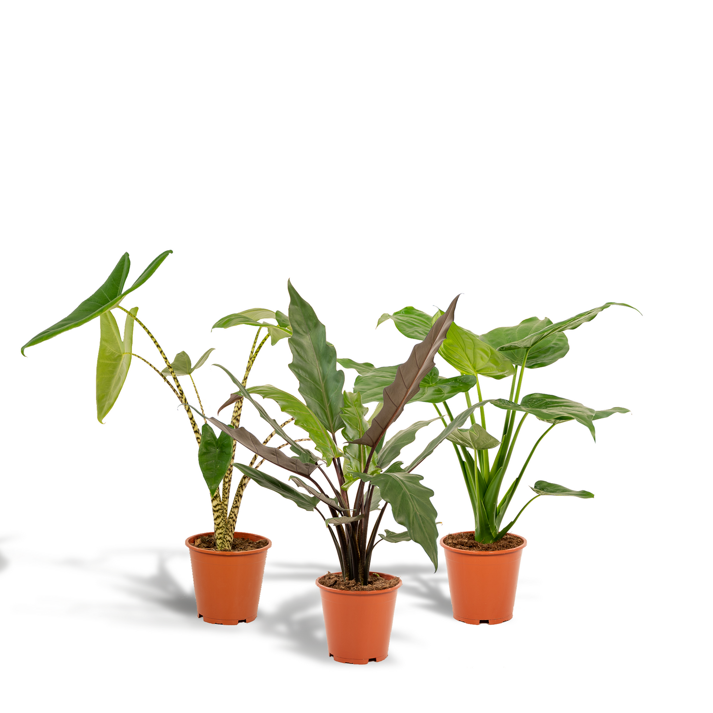 Alocasia Zebrina, Cucullata & Lauterbachiana – 3er Set Ø19cm