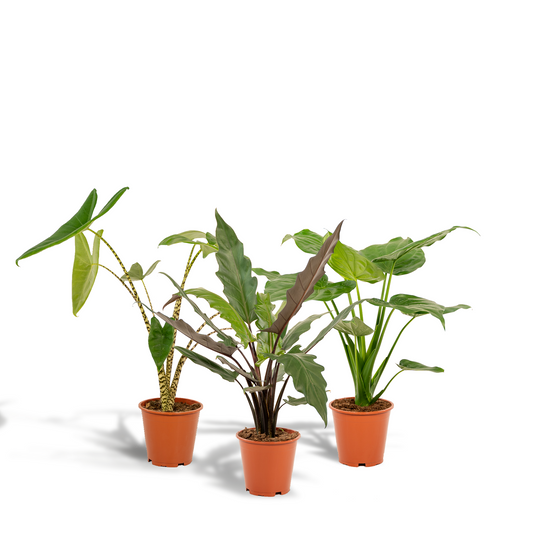 Alocasia Zebrina, Cucullata & Lauterbachiana – 3er Set Ø19cm