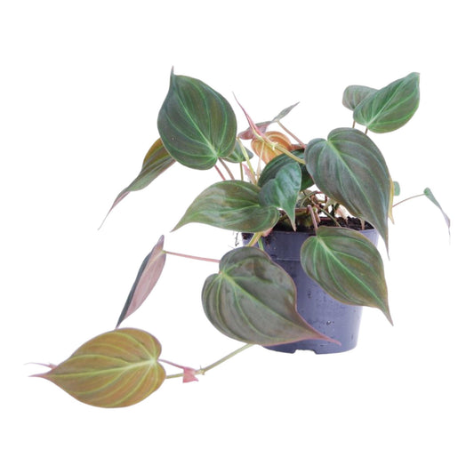 Philodendron scandens 'Micans' – Elegante Hängepflanze 25 cm
