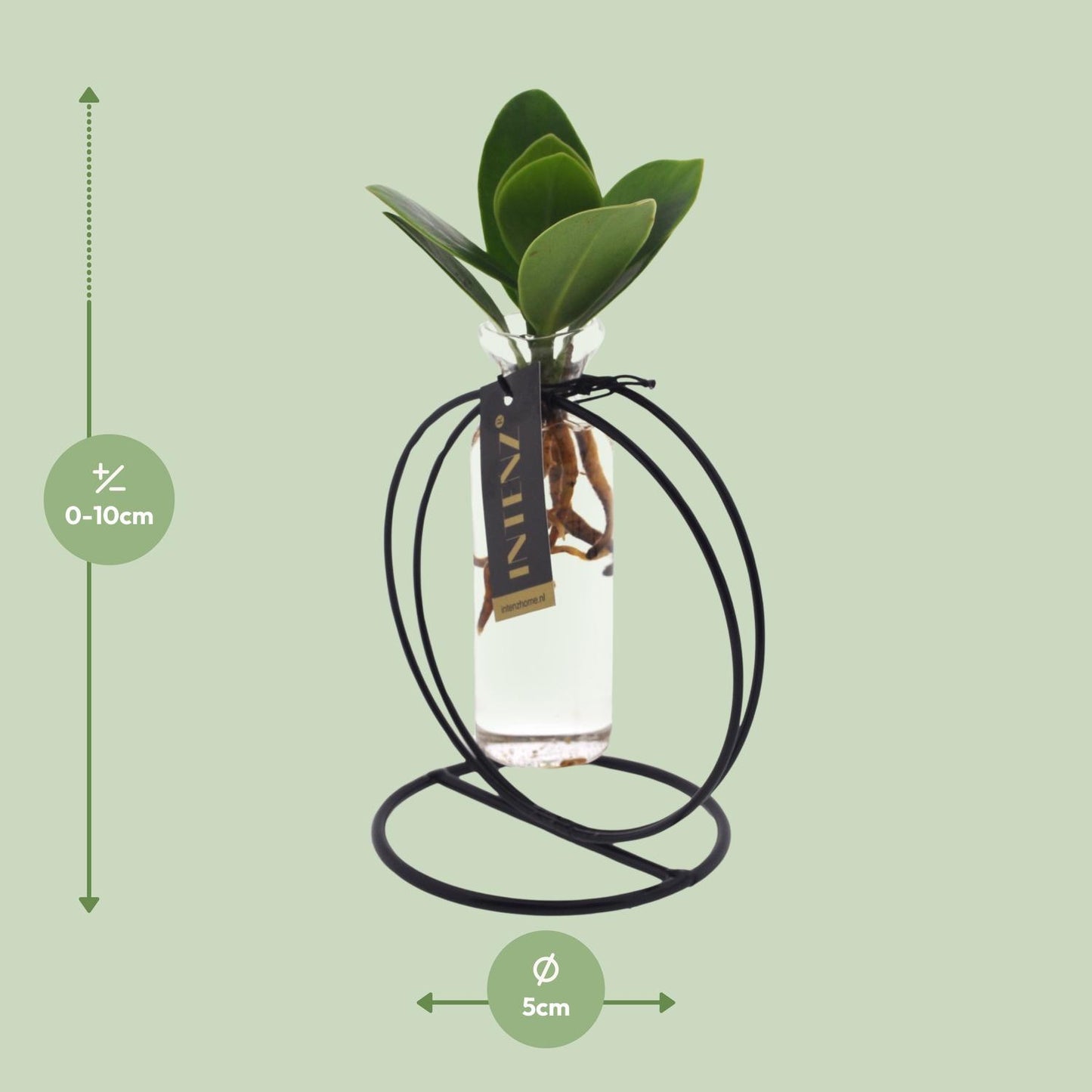 Clusia Hydroponie-Pflanzenmix im Glas Ø10cm