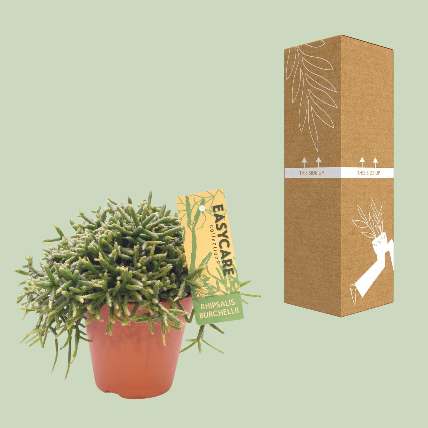 Rhipsalis Burchellii – Pflegeleichter Mistelkaktus Ø12 cm