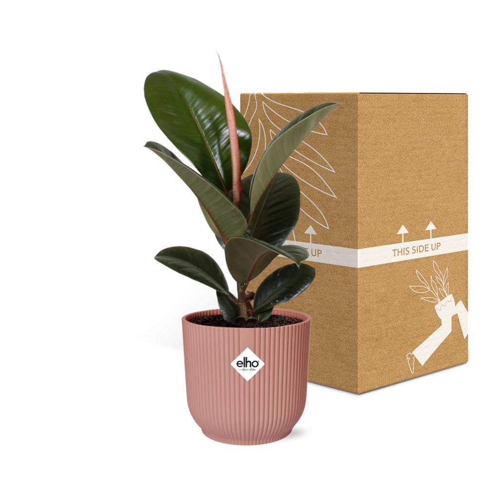 Ficus Elastica ‘Robusta’ in ELHO Vibes Fold 14cm rosa