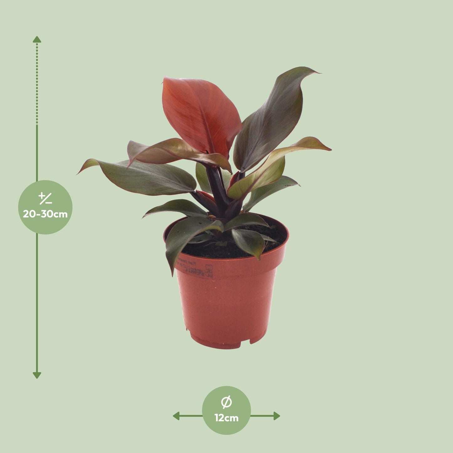 Philodendron Imperial Red - Ø12cm Topf, 25cm Höhe