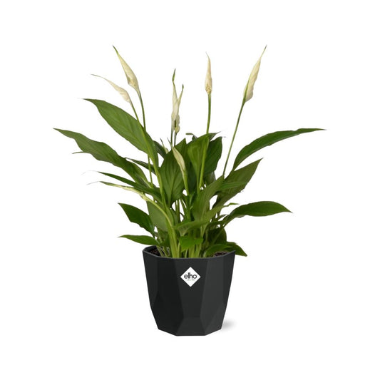 Friedenslilie Spathiphyllum 12 cm im schwarzen Torelli-Topf