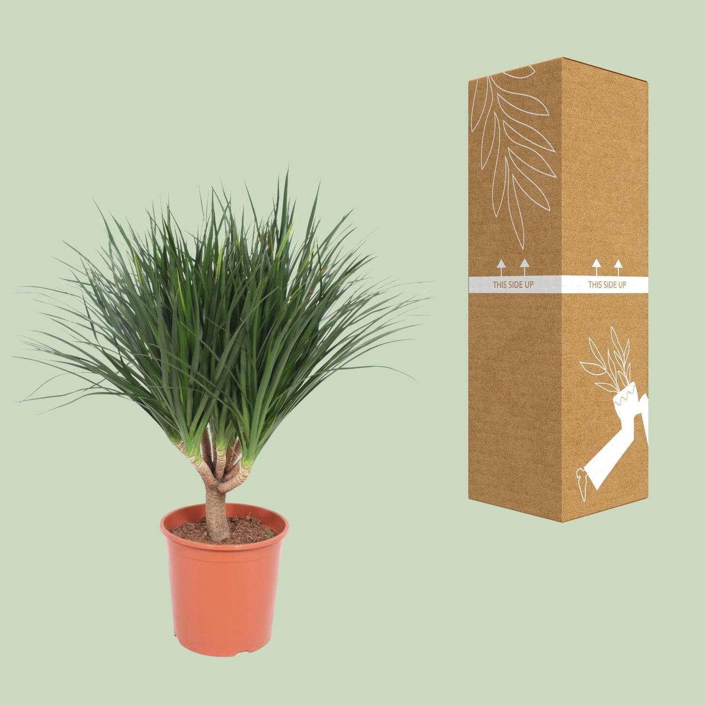 Dracaena Draco – Drachenbaum Ø30cm, Höhe 110cm