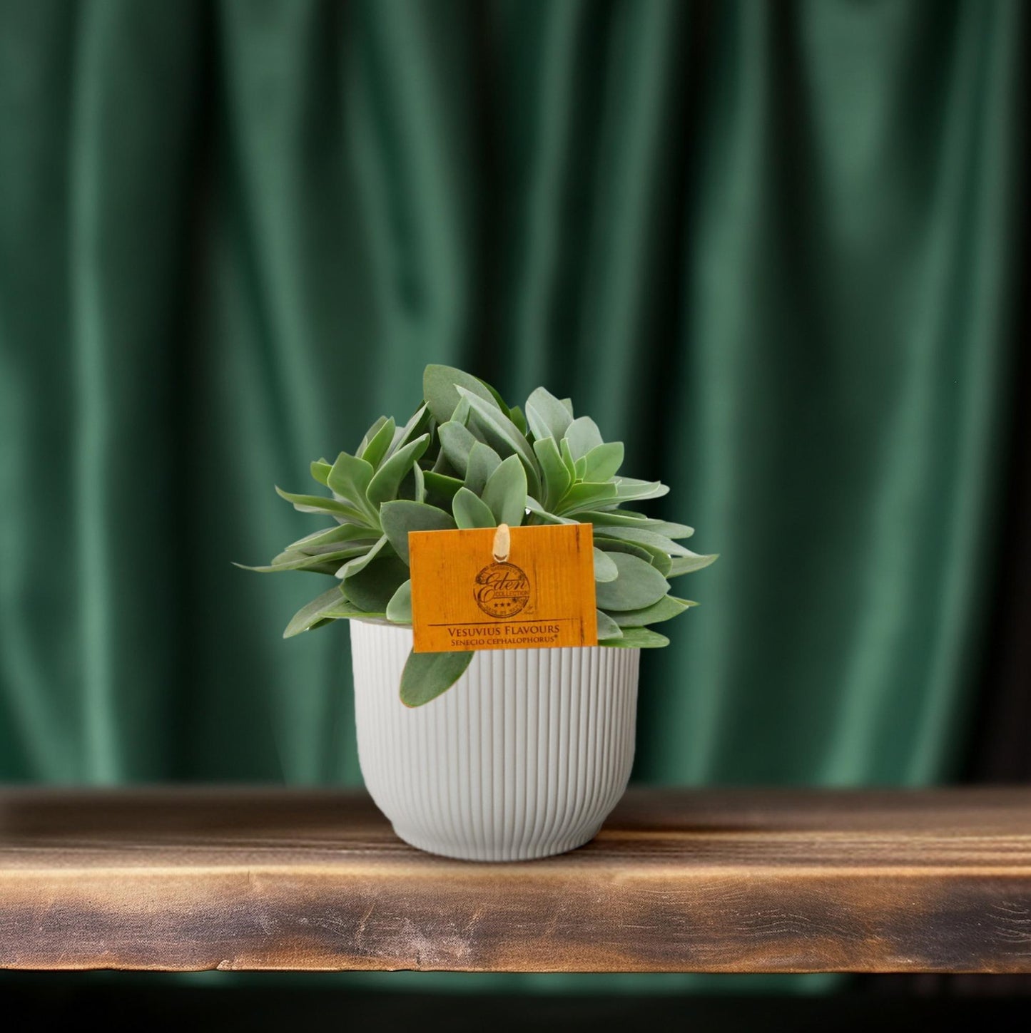 Senecio Cephalophorus – Pflegeleichte Sukkulente Ø10,5cm
